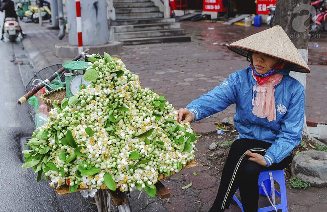 Hà Nội mùa thơm thanh tao với sắc trắng tinh khôi của hoa bưởi Hà Nội mùa thơm thanh tao với sắc trắng tinh khôi của hoa bưởi